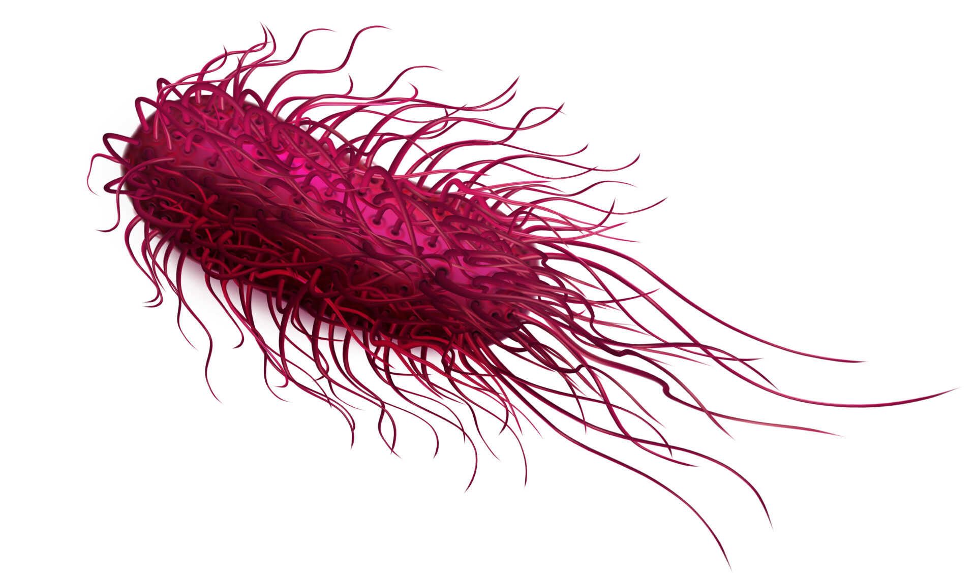salmonella