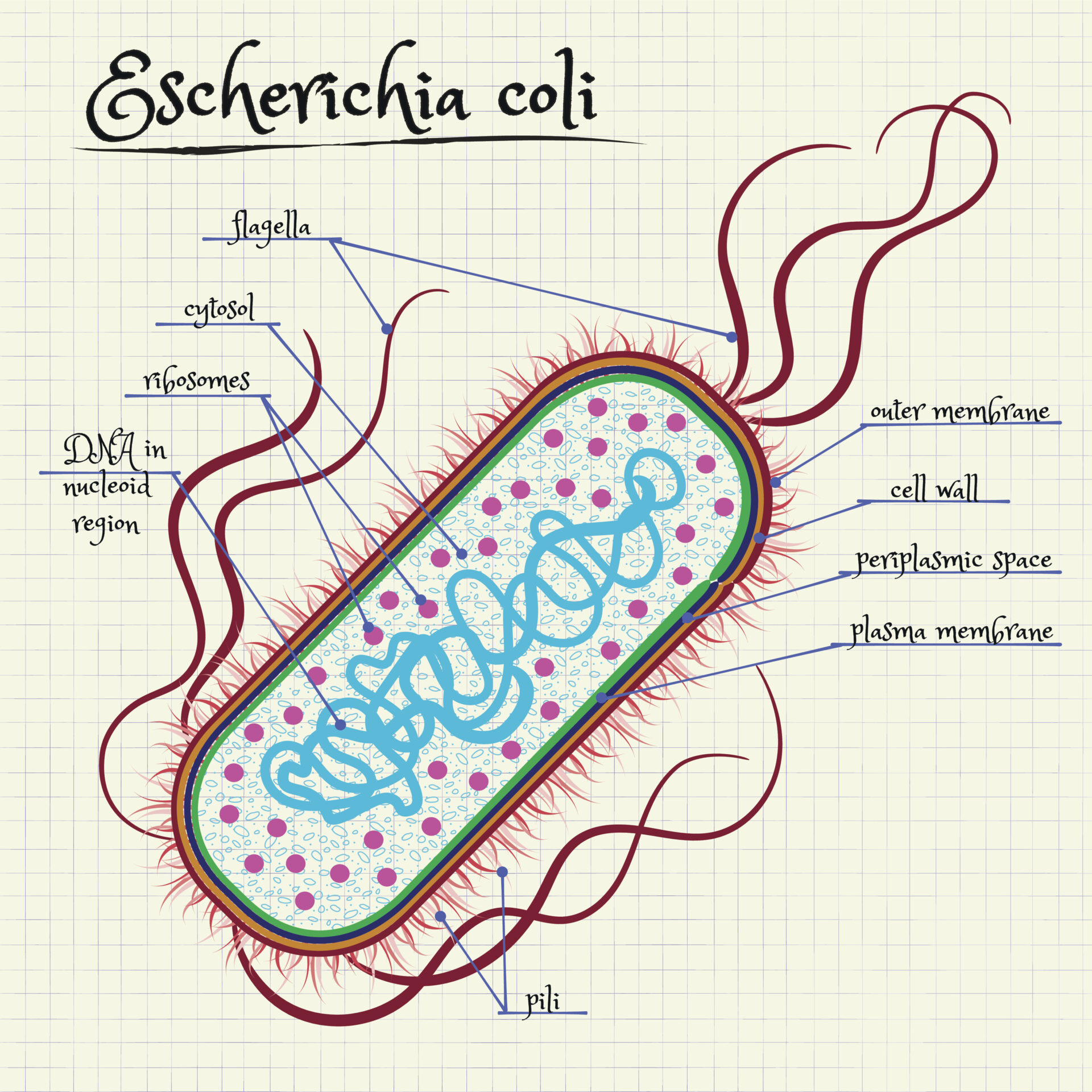 escherichia coli E. coli