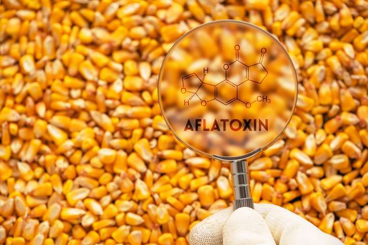 micotossine negli alimenti